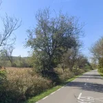 700 de arbori, aproape 300 nuci, pot fi tăiați pe un drum județean. CJ Sibiu: sunt uscați