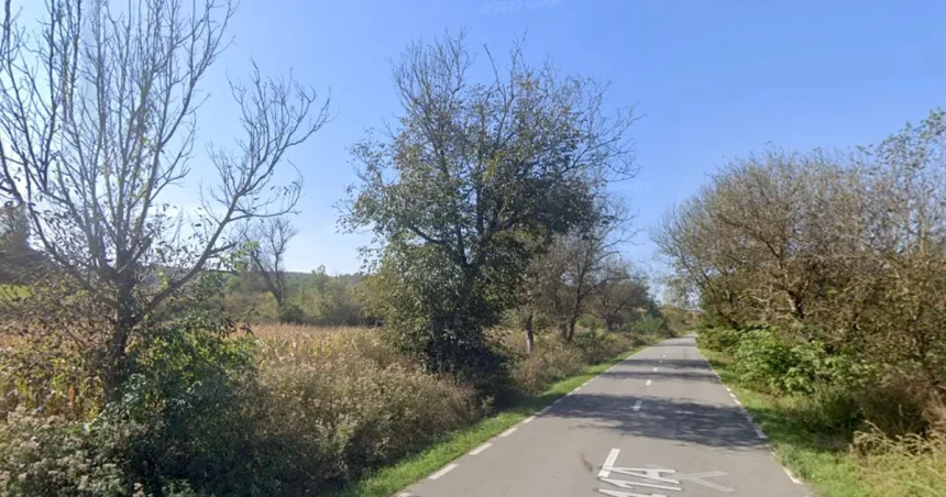 700 de arbori, aproape 300 nuci, pot fi tăiați pe un drum județean. CJ Sibiu: sunt uscați