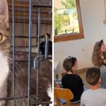 Adopție de pisici la Șura Culturală Gușterița: șase au familie, altele așteaptă