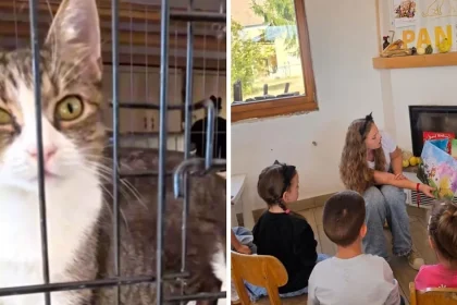 Adopție de pisici la Șura Culturală Gușterița: șase au familie, altele așteaptă