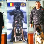 Câinii din Sibiu, antrenați să detecteze telefoane mobile și stick-uri USB