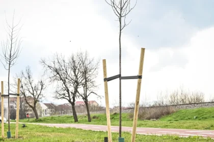 Campanie de împădurire de toamnă: 220 de arbori și 60.000 de plante noi
