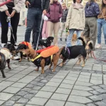 Câți proprietari strâng după câinii lor? „Este un lucru obligatoriu”
