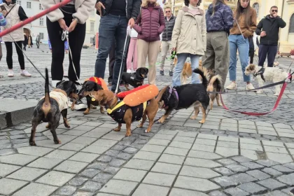 Câți proprietari strâng după câinii lor? „Este un lucru obligatoriu”