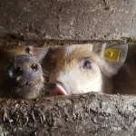 Focar de pestă porcină africană la Veseud. Zeci de localități din Slimnic, sub restricții