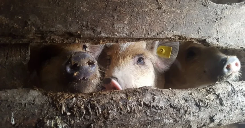 Focar de pestă porcină africană la Veseud. Zeci de localități din Slimnic, sub restricții
