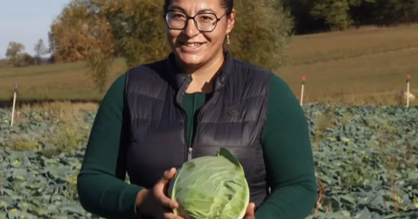 Producătorul din Cașolț vinde varză în Piața Vasile Aaron: cultivăm varză de zece ani