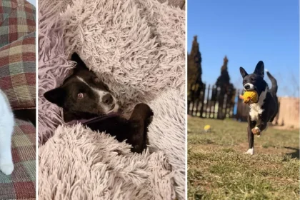 Șapte animale rănite și abandonate au primit o a doua șansă