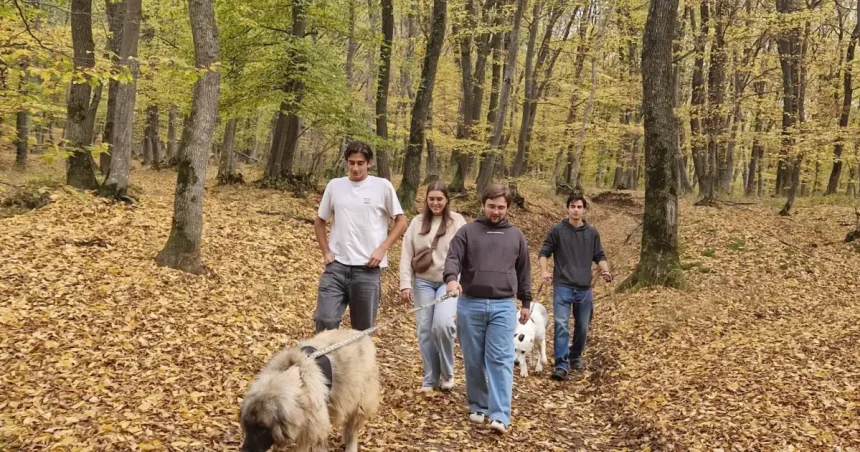 Studenții Erasmus din Sibiu strâng bani pentru Animal Life, plimbând câinii prin pădure