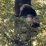Urs în copac la Cisnădie. Viceprimar: Trei-patru sesizări pe lună și pagube