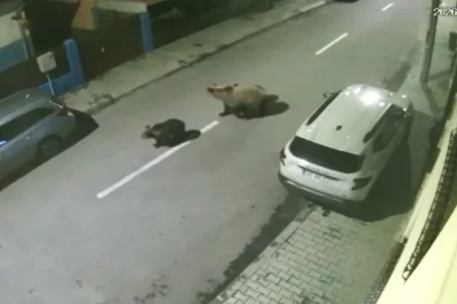 Ursoaică cu doi pui, filmată pe străzile din Mediaș