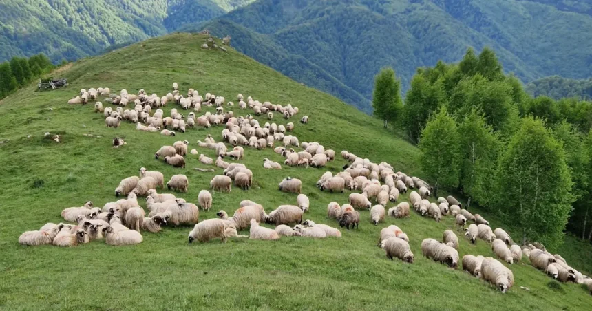 Vaccinuri antivariolă pentru oi și capre în Sibiu: prima tranșă acoperă 5% din necesar
